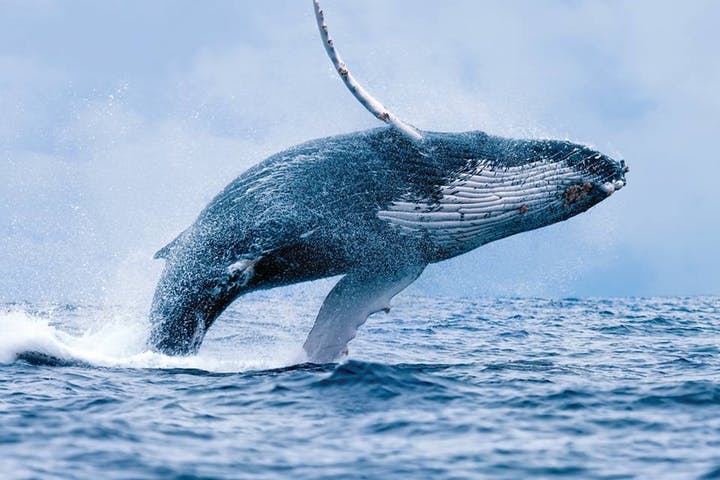 Humpback-Whale-Breach