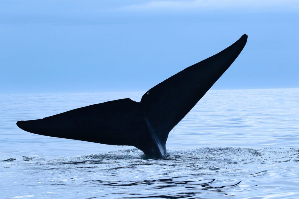 blue-whale-christian-2499x1666